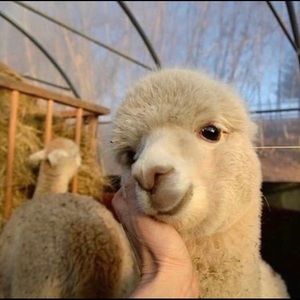 Meet your Posher, Julia